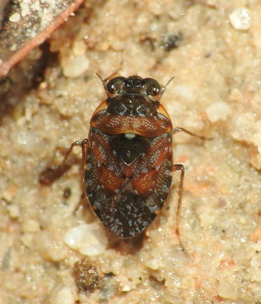 Ochterus
