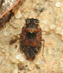 Ochterus