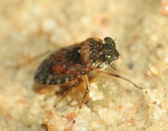 Ochterus