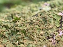 Melanohalea exasperatula