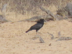 Corvus capensis capensis