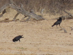 Corvus capensis capensis