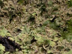 Melanohalea exasperatula