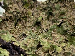 Melanohalea exasperatula