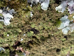 Melanohalea exasperatula