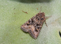 Spodoptera cilium
