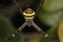 Argiope aetherea