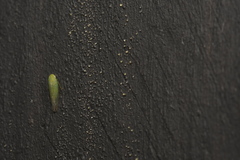 Batracomorphus