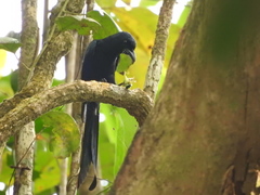 Dicrurus andamanensis