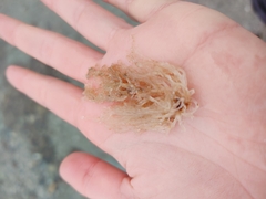 Amathia verticillata