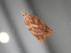 Epiphyas postvittana