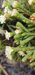 Kelleria dieffenbachii