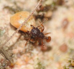 Pheidole longiceps doddi