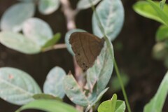 Hermeuptychia hermes