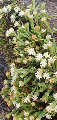 Kelleria dieffenbachii