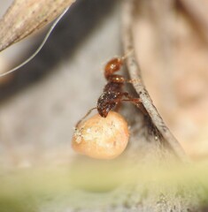 Pheidole longiceps doddi