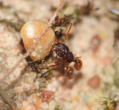 Pheidole longiceps doddi