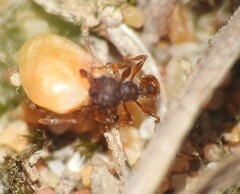 Pheidole longiceps doddi