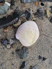 Austrovenus stutchburyi
