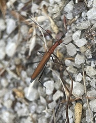 Psilomorpha tenuipes
