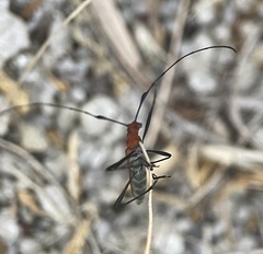 Psilomorpha tenuipes