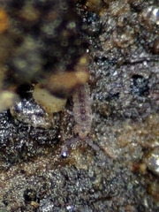Isotomoidea