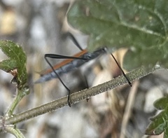 Psilomorpha tenuipes