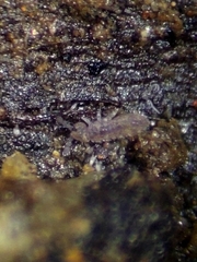 Isotomoidea