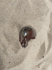 Haliotis coccoradiata