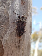 Pauropsalta