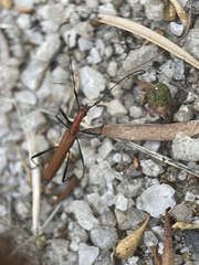 Psilomorpha tenuipes