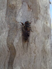Pauropsalta