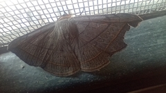 Entomogramma fautrix