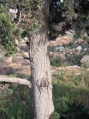 Cupressus sempervirens
