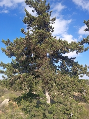 Cupressus sempervirens