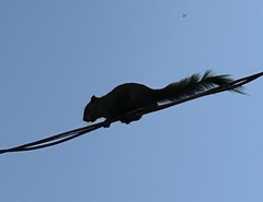 Callosciurus pygerythrus
