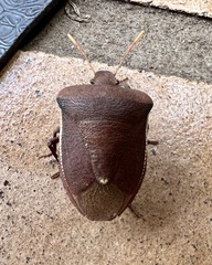 Basicryptus costalis