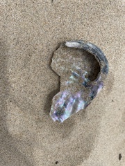 Haliotis coccoradiata