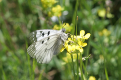 Parnassius mnemosyne athene