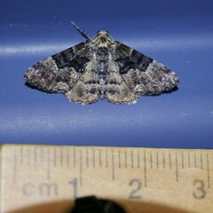 Aporoctena scierodes