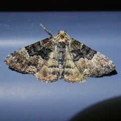 Aporoctena scierodes