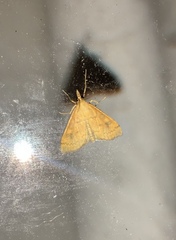 Mnesictena flavidalis
