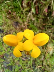 Monopsis lutea