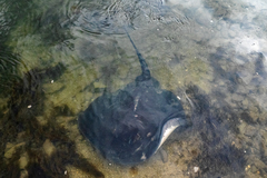 Bathytoshia brevicaudata