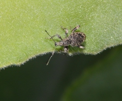 Peritelini