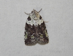 Blenina squamifera