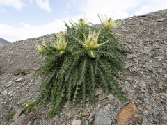 Cirsium spinosissimum