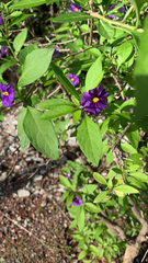 Lycianthes rantonnetii