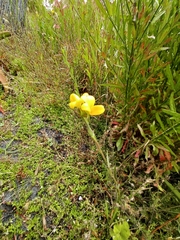 Monopsis lutea