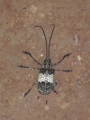 Ceroplesis adusta